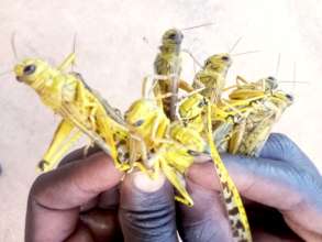 Locusts captured by a farmer