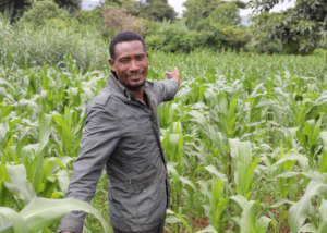 Mesele in Kenya