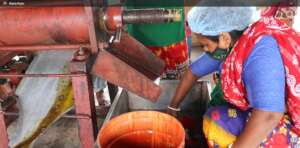 Coastal women extracting mustard oil