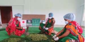 Mangrove based product processing work