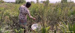 Collection of acanthus ilicifolius