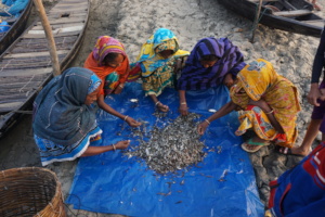 Coastal women are processing the harvested fishes