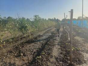 Green vegetable production