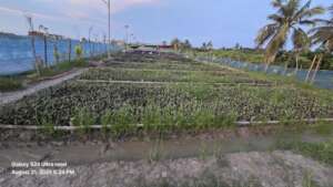 Integrated mangrove nursery