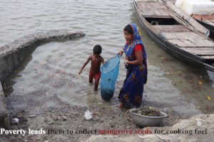 Mangrove Seed Collection by coastal women