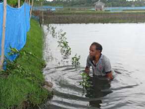 Planting mangrove in fishery farm