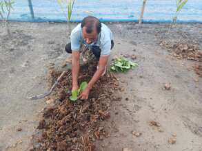 Planting saplings for vegetable gardening