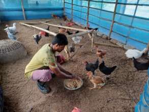 Poultry rearing