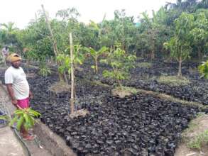 Prepared the seed bed for seedlings