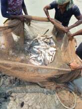 Profitable fish farming