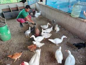 Rearing the poultry with care and awareness