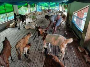 Rearing goat for cooperative business