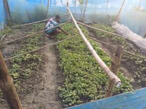 Seedlings for vegetable cultivation