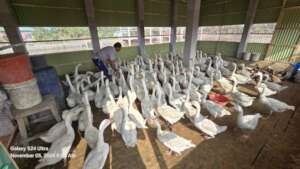 Swan business is source of cooperative income