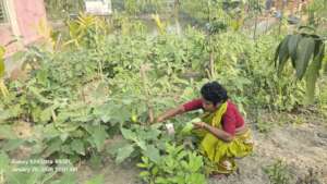 Vegetable produced by natural fertilizer