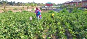 Vegetable production