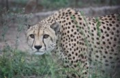 Support Martin our Cheetah