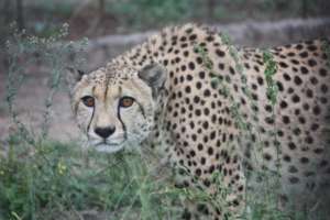 Support Martin our Cheetah