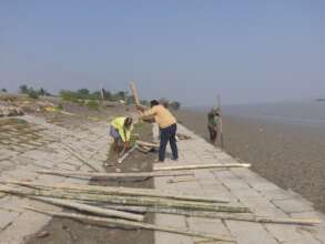 Preparing bamboo structure for fencing