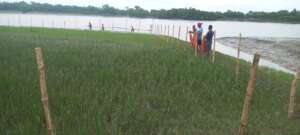 Fencing for mangrove plantation by community