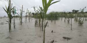 Planted mangrove started to grow