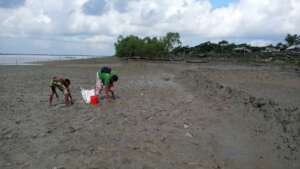 Mangrove seed sowing