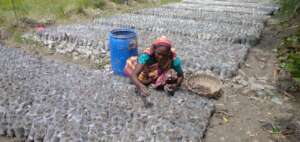 women working in mangrove nursery