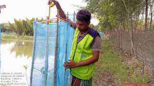 farmer measuring the growth of mangroves