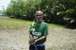 Local people are Planting mangrove