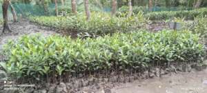 Mangrove saplings raised in nursery