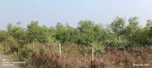 Community based mangrove forest initiated by BEDS
