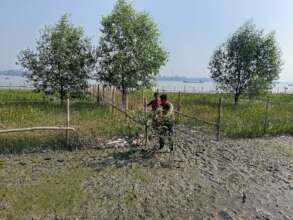 By engaging the coastal community develop a mangro