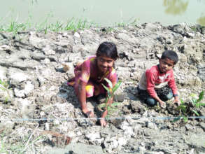 Children are participating in mangrove plantation
