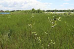 Creating a forest gradually