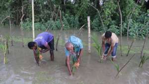 Mangrove plantation activity