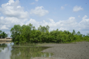 Mangroves planted by BEDS