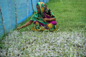 Women lead mangrove nursery