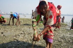 Coastal women planting mangrove