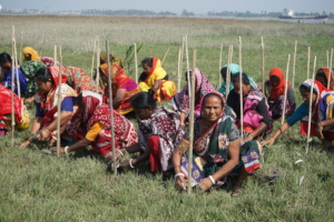 Coastal women planting mangroves