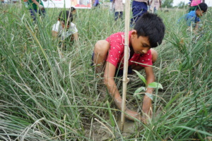 Coastal boy planting mangrove at river side