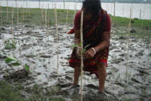 Women tiding mangrove with stick
