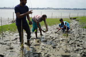 Coastal youth planting mangroves