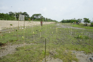 Plantation with nursery raised mangrove saplings