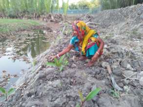 Engaged women in mangrove plantation