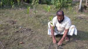 Farmer Planting Mangrove in Pond Dyke