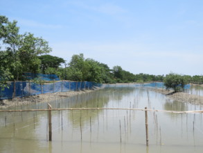 Fenced area for mangrove plantation