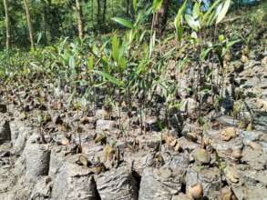 Newly germinated mangrove saplings