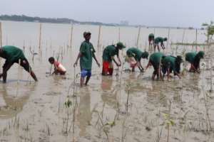 children are planting mangrove saplings