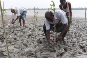 Mangrove restoration for river bank protection