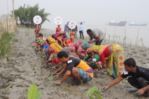 Planting mangroves by local community